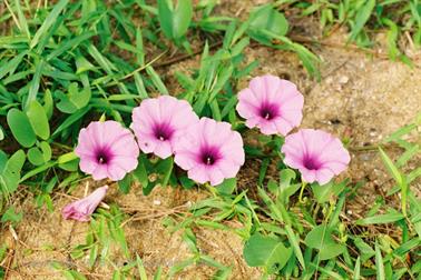 19 Thailand 2002 F1020010 Khao Lak Strand-Blüte_478